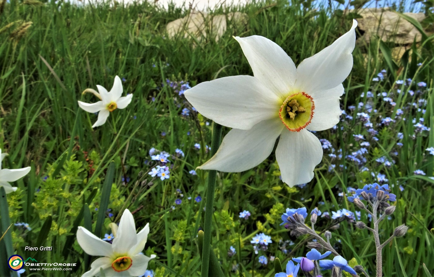 41  Il bianco dei narcisi, l'azzurro dei nontiscordar,il verde dell'erba.JPG